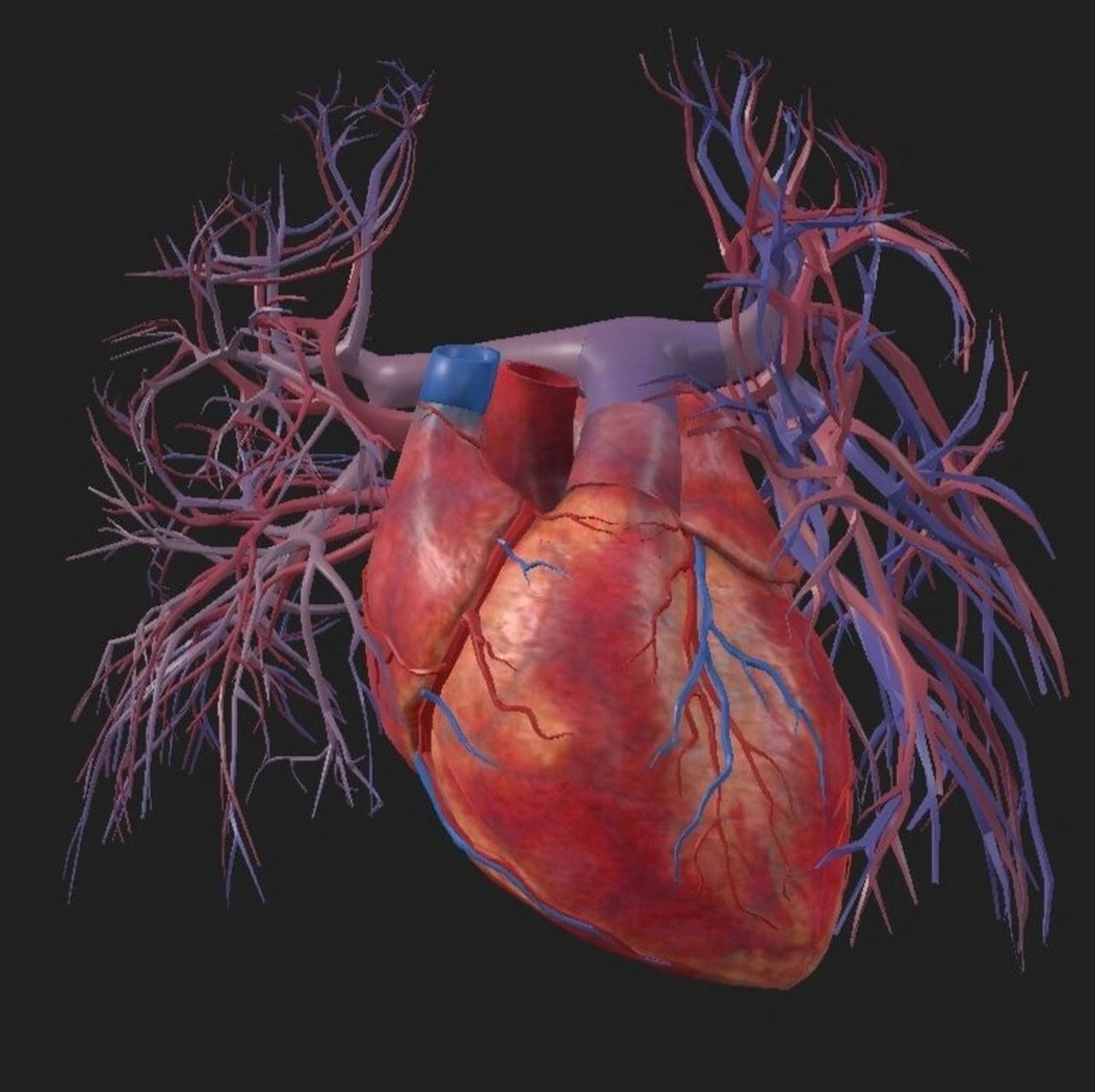 考研/运动解剖/房室交点 位于冠状沟,后室间沟与房间沟汇合处,是左,右