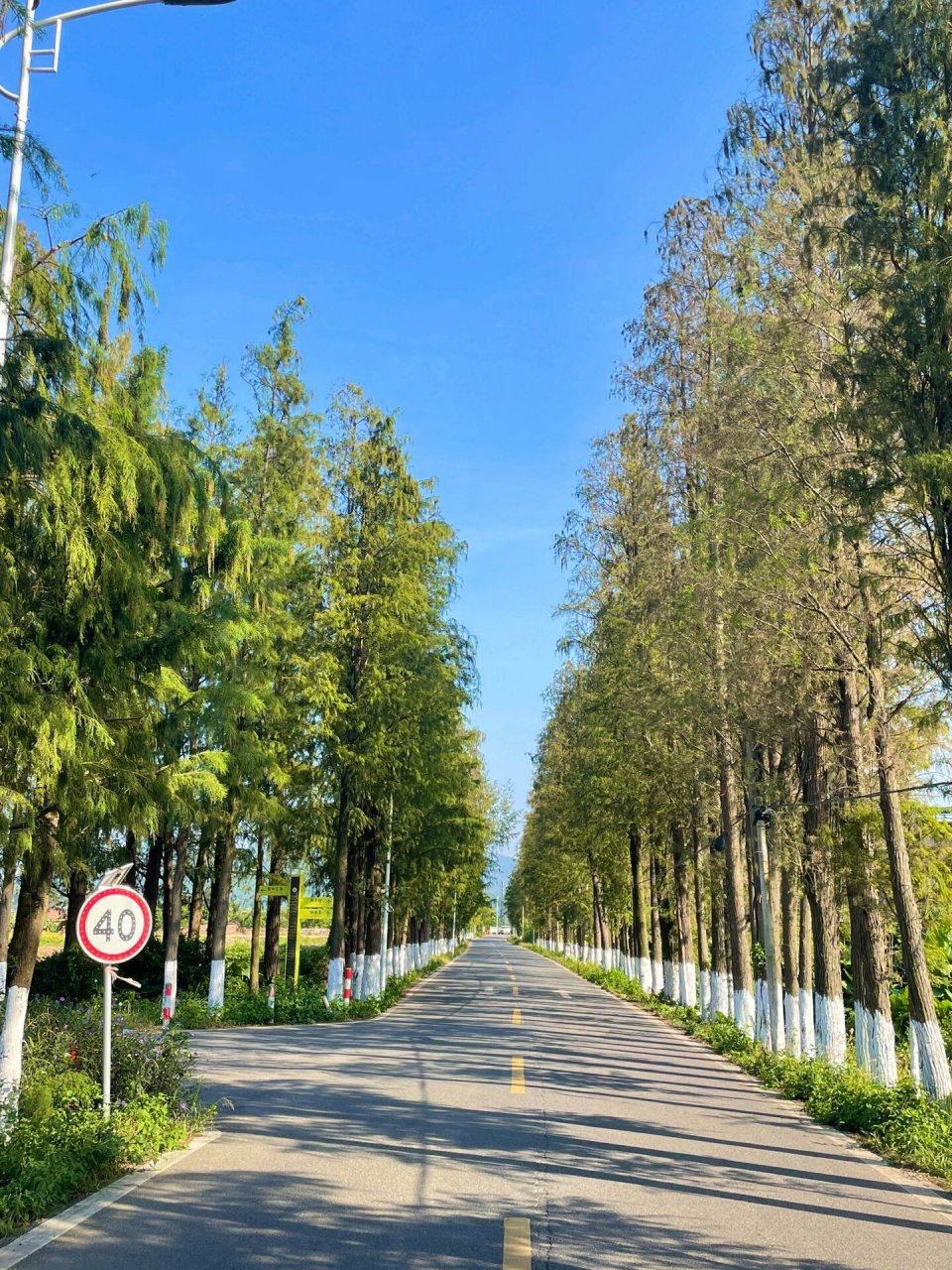 珠海赏秋|斗门上洲村的落羽杉还是绿的6315  被网上坑过来的,以为