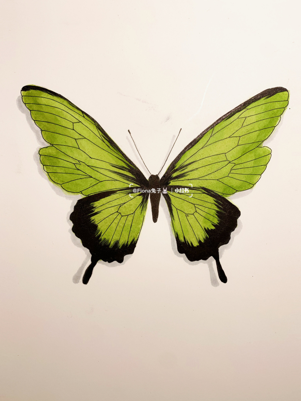 原创简笔画插画教程03三种蝴蝶03线稿 蝴蝶标本的简笔画法很简单