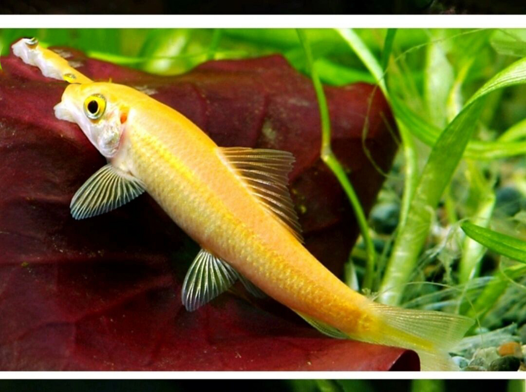 鼠鱼的特点就是爱翻砂,顾名思义草缸里的水草都是种在泥里,特别在水草