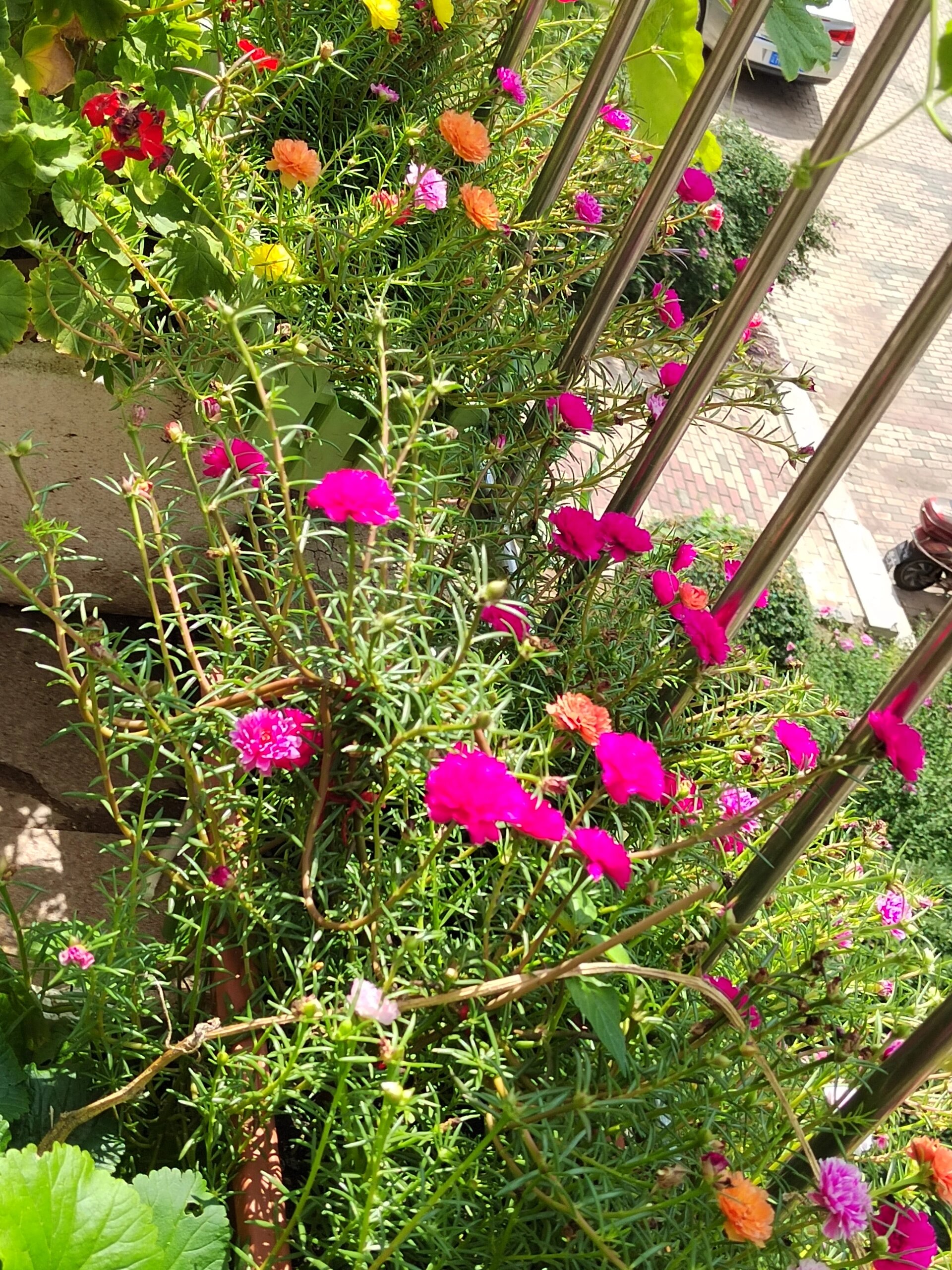 这个时候的蚂蚁菜花怎么开的这么好@睿暄白逸的动态