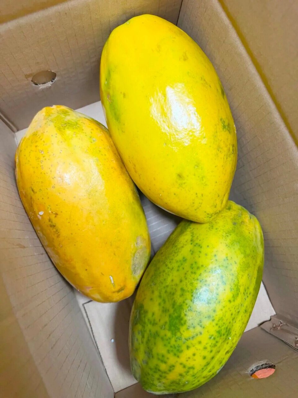 秋季水果|徐闻红心木瓜 99产地:广东省湛江市徐闻县前山镇 77果期