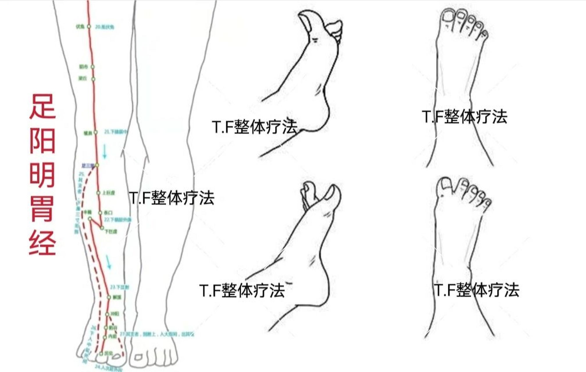 【经常活动脚趾,可以强壮脾胃】 经络理论认为,胃的经络通过脚的第二