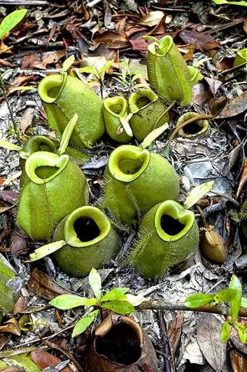 东南亚热带雨林,植物千奇百怪