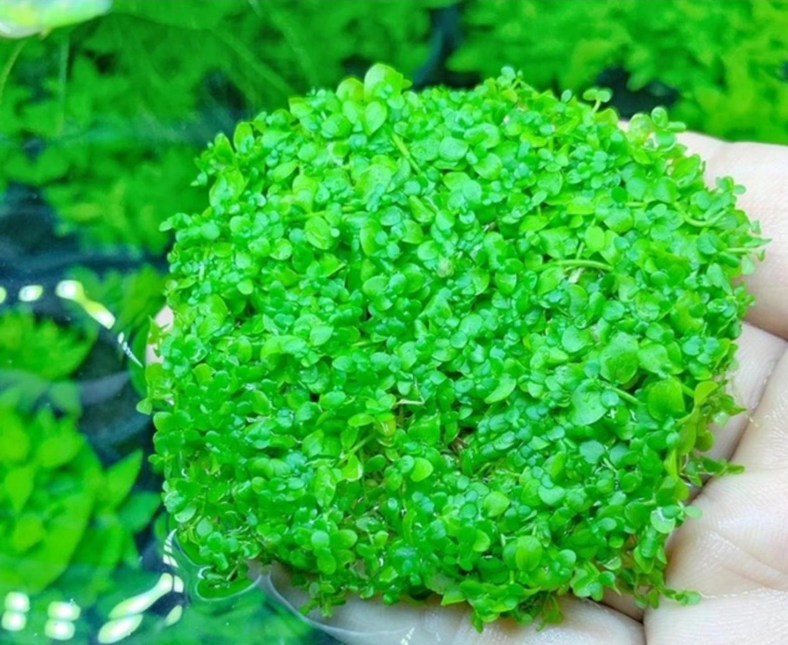 趴地矮珍珠种植技巧及问题整理 趴地矮珍珠属于藻类植物,好看,好养