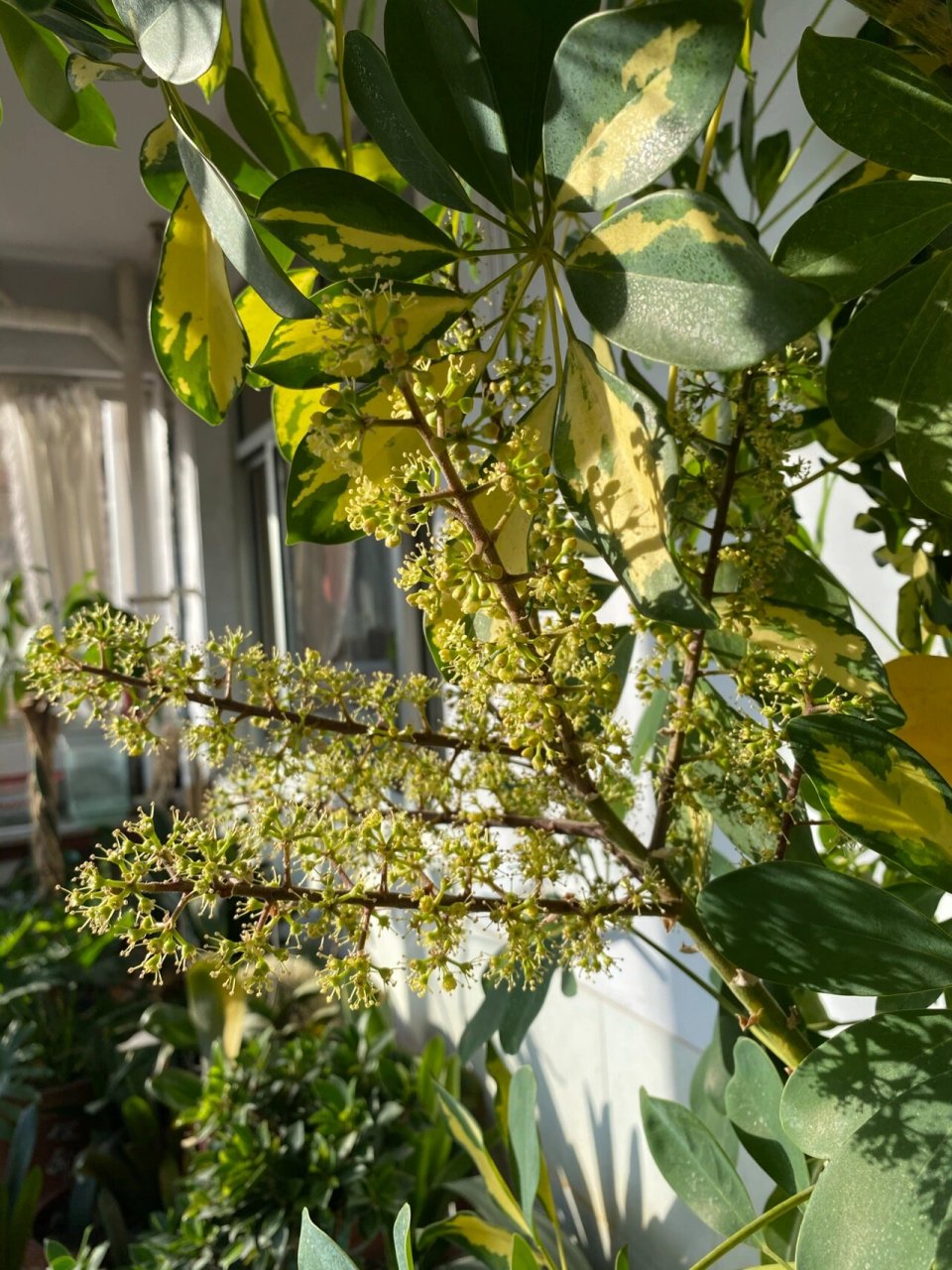 发财树开花 祝福新的一年财源滚滚,财运亨通,财源广进!