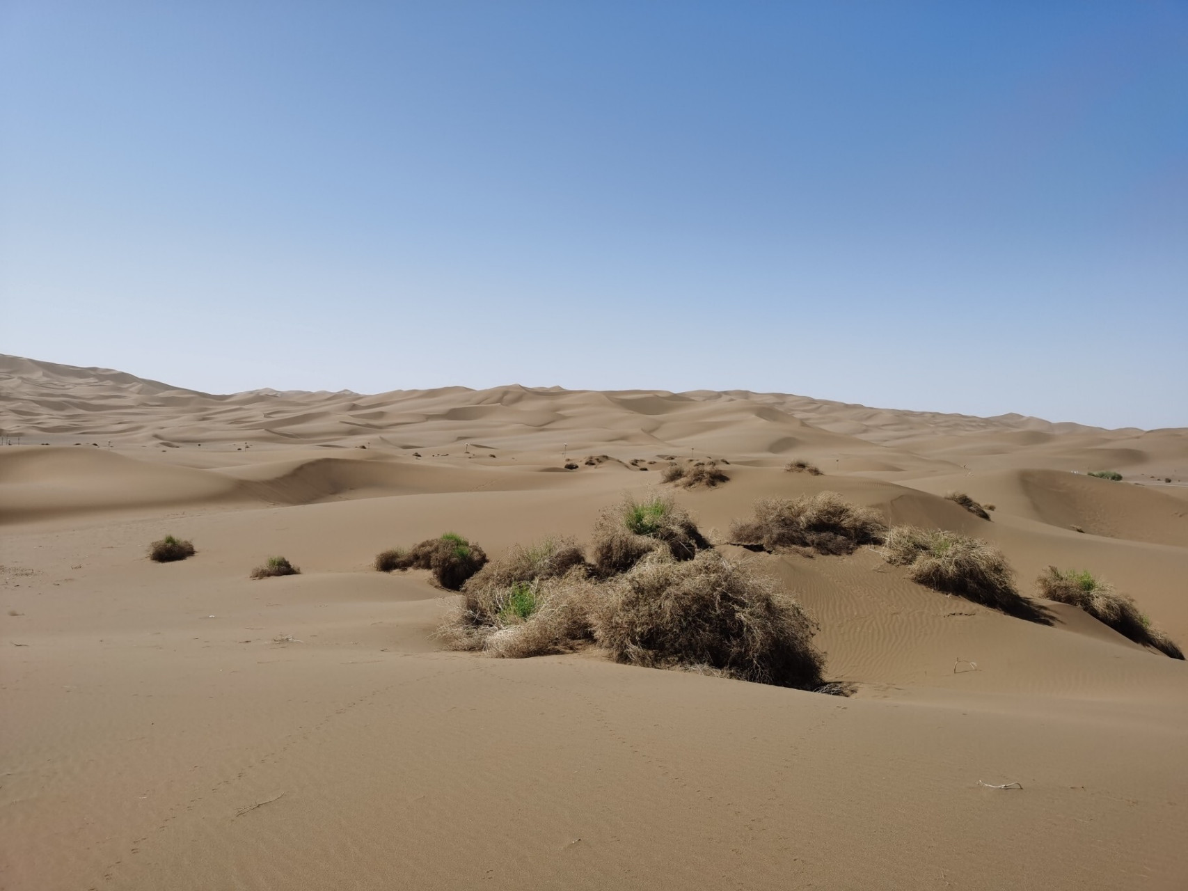 库木塔格沙漠—鄯善县美食 疆客美食 炒馕,烤鸽子,红柳羊肉串,架子肉