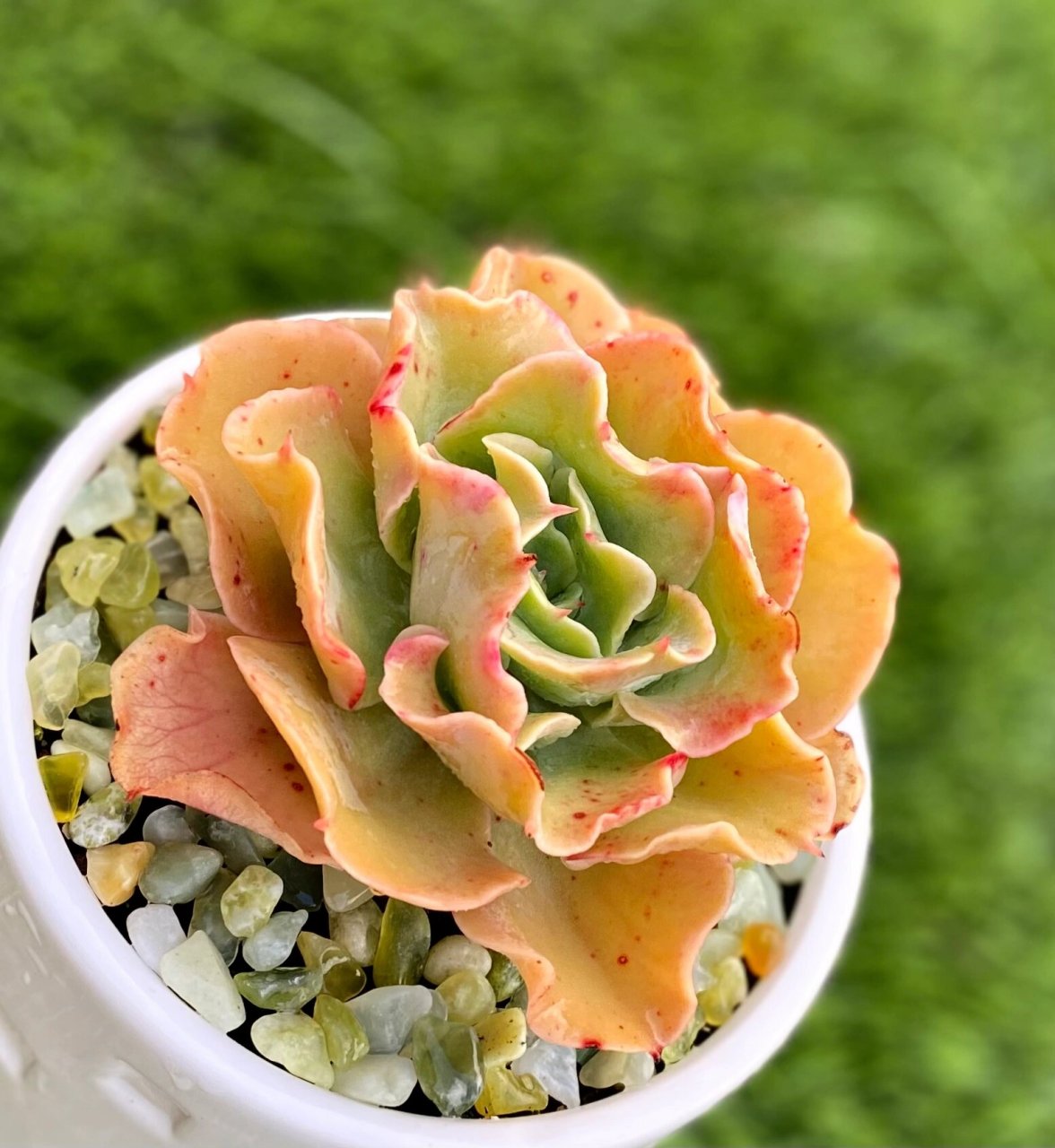 🌊具有弯曲波浪叶片的浪漫多肉～"水瓶座"🌷 水瓶座是景天科拟石