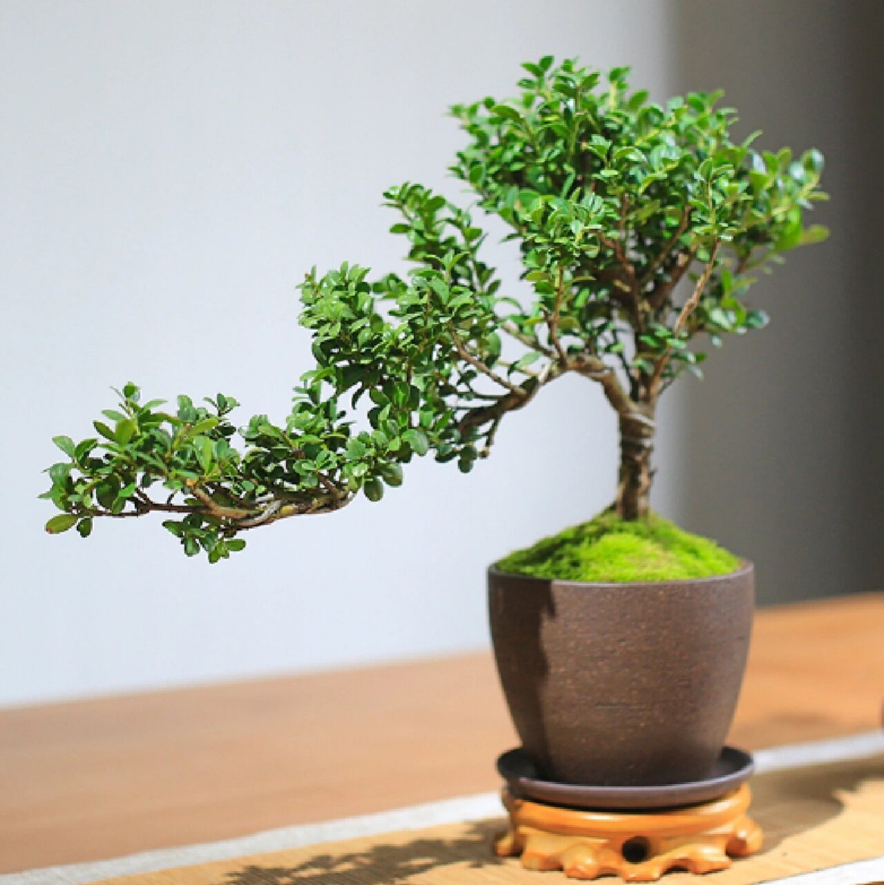 每日盆栽——龟甲冬青 【龟甲冬青】 龟甲冬青是冬青科,冬青属齿叶