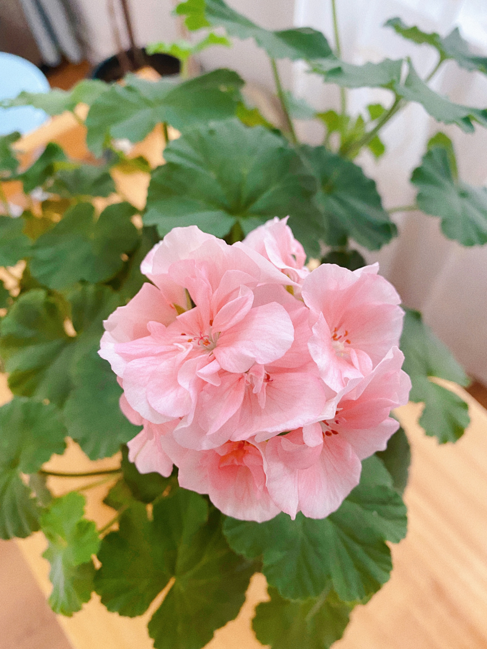 (养花小白必种)天竺葵兔子粉9月22—11月2 两个月的时间,爆盆开花,虽