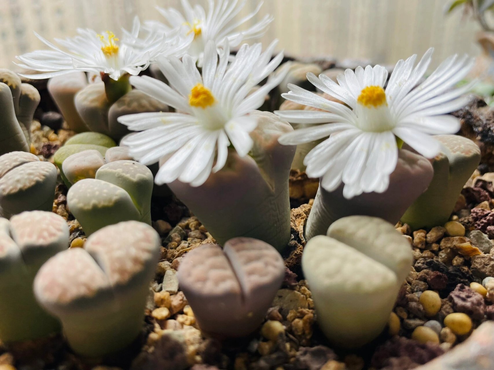 多肉屁股花开花 养了四五年了,刚开始买回来的时候很小,现在都变大