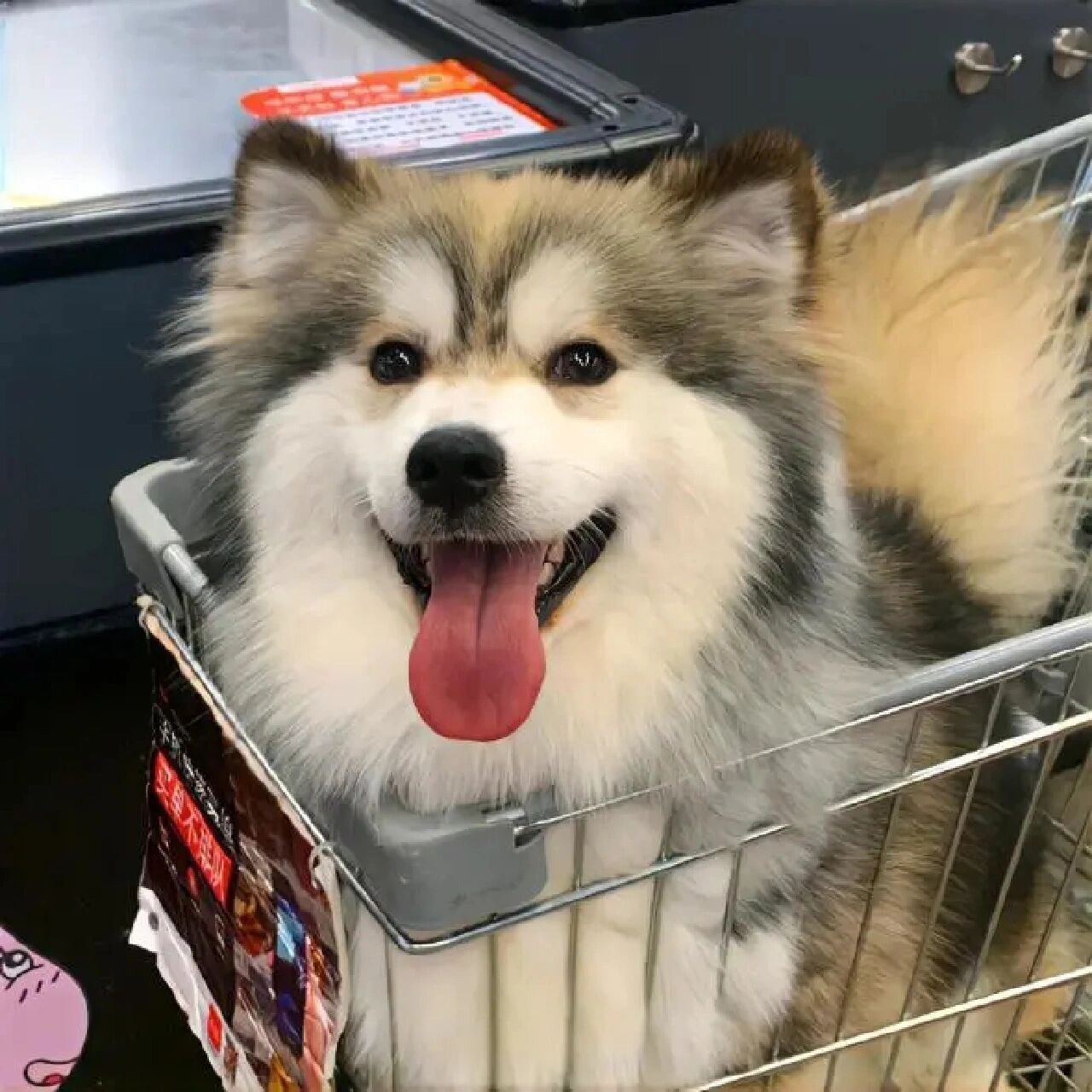 可爱的小动物头像