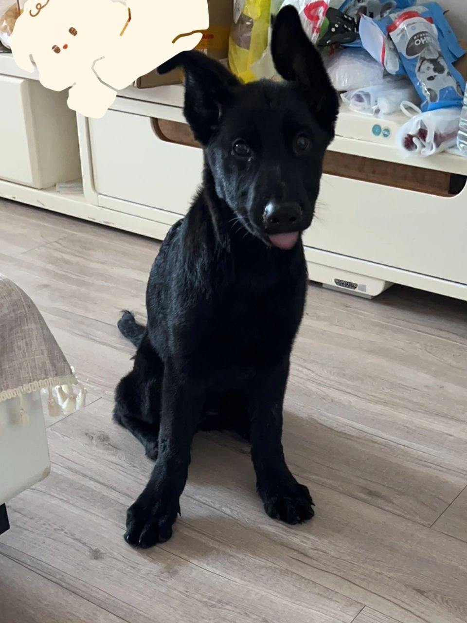 我家久久,也不知道是不是德牧哈哈哈,才去接她回家的时候摸一下她