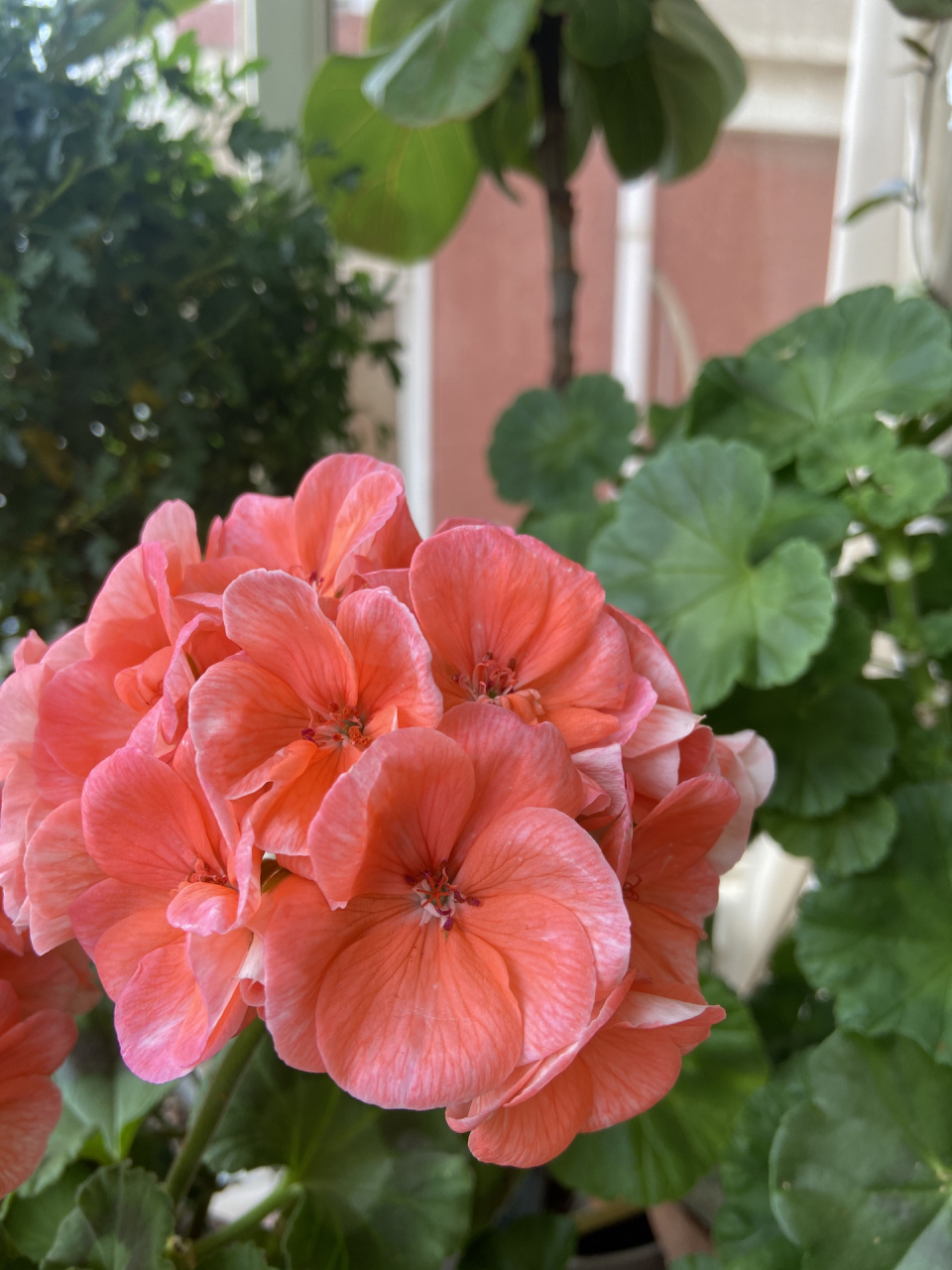 天竺葵经典品种大山宫不愧是当年网红,花球比拳头都大,而且不浪费一个