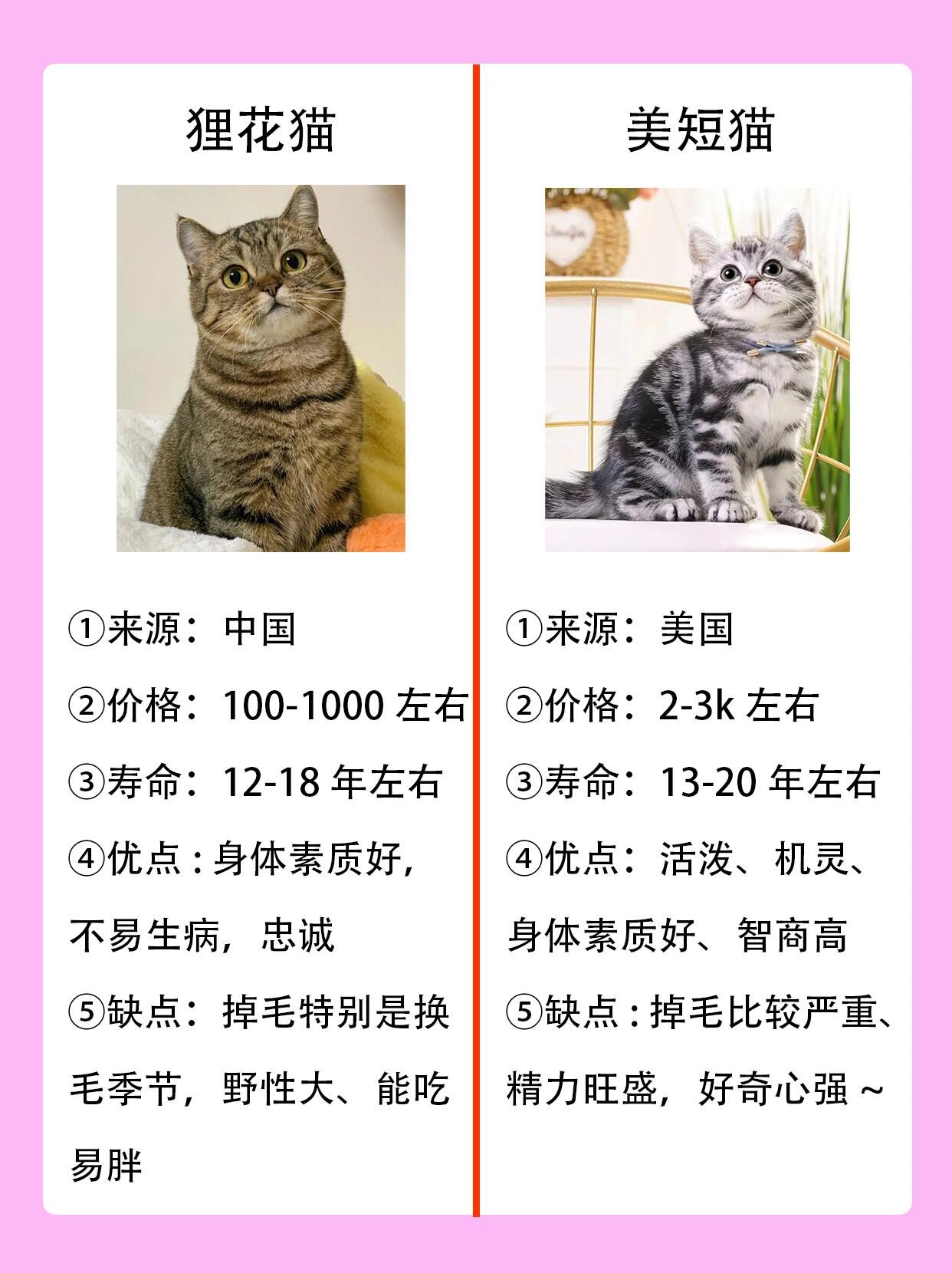 国产狸花猫和美短的对比!哪个更好?