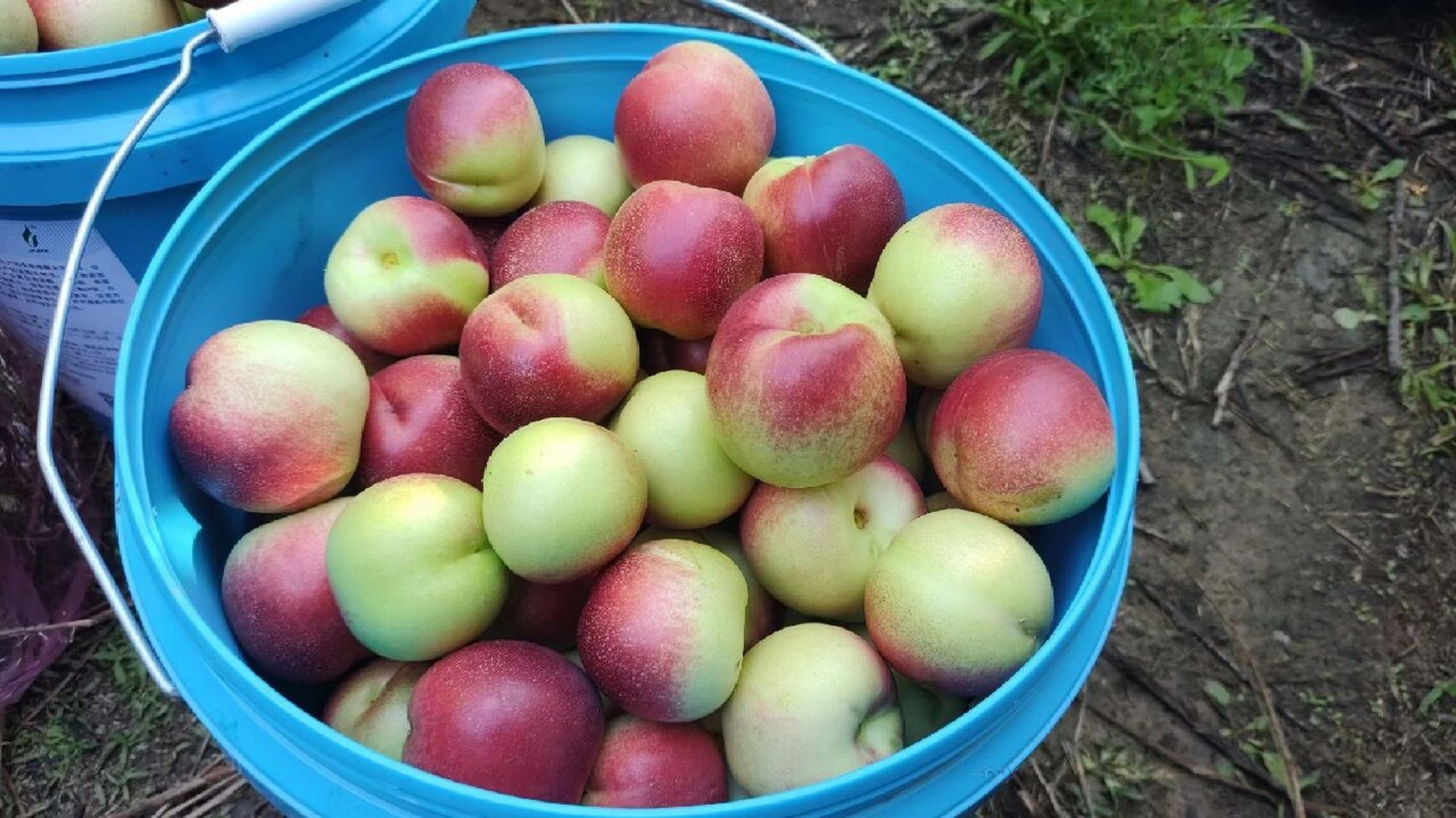 为什么叫珍珠枣油桃?94 因为它既像枣又像桃!