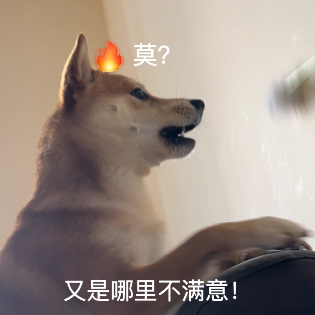 柴犬飞行表情包图片