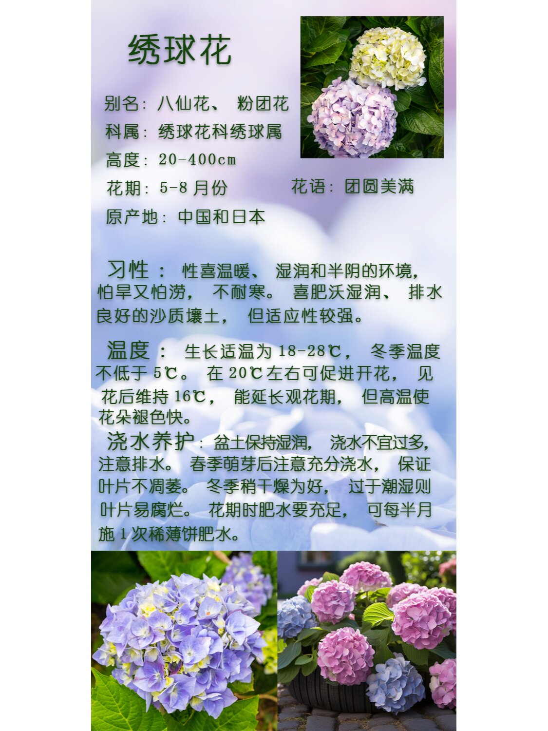 绿植养护—绣球花