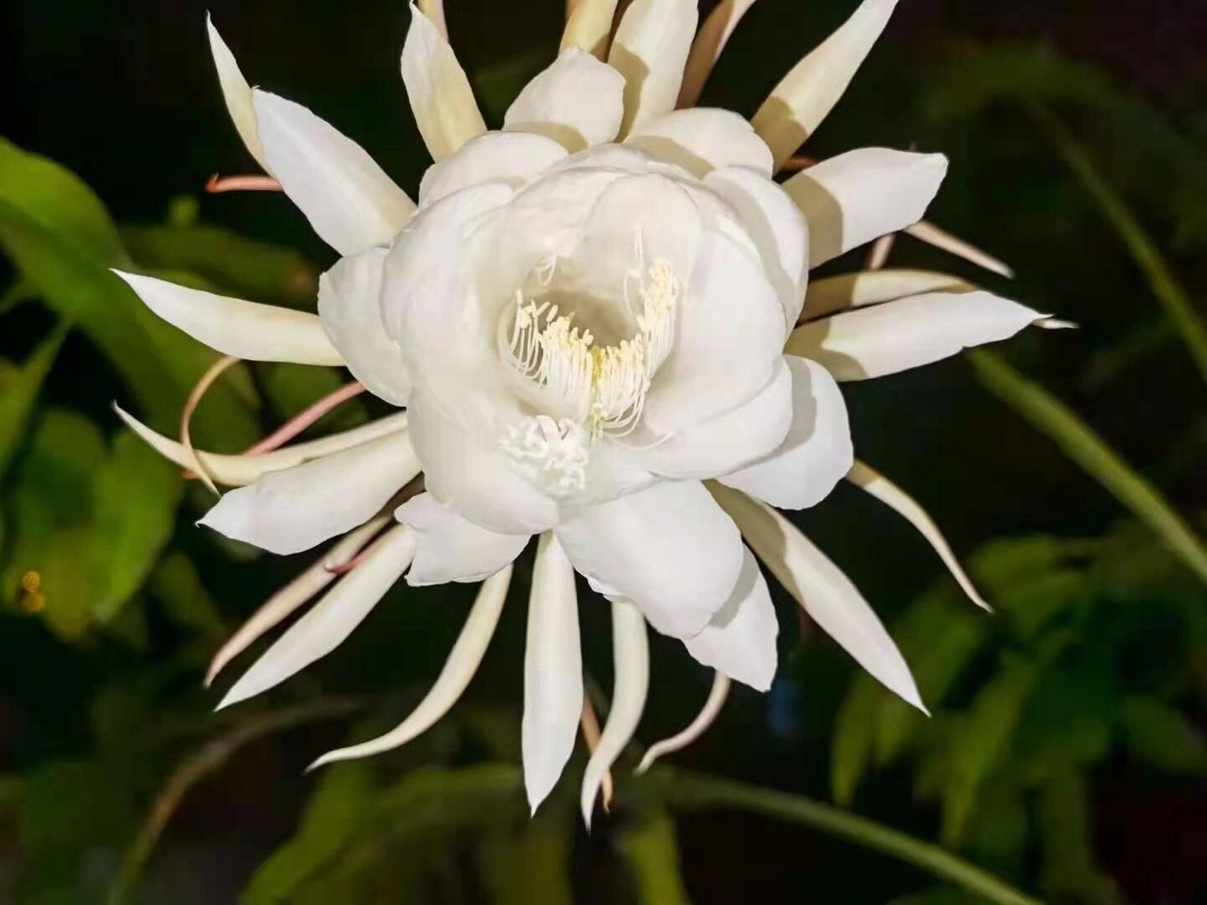 每天认识一种花96|昙花 96花之简介 昙花是灌木状主茎圆筒形,木质