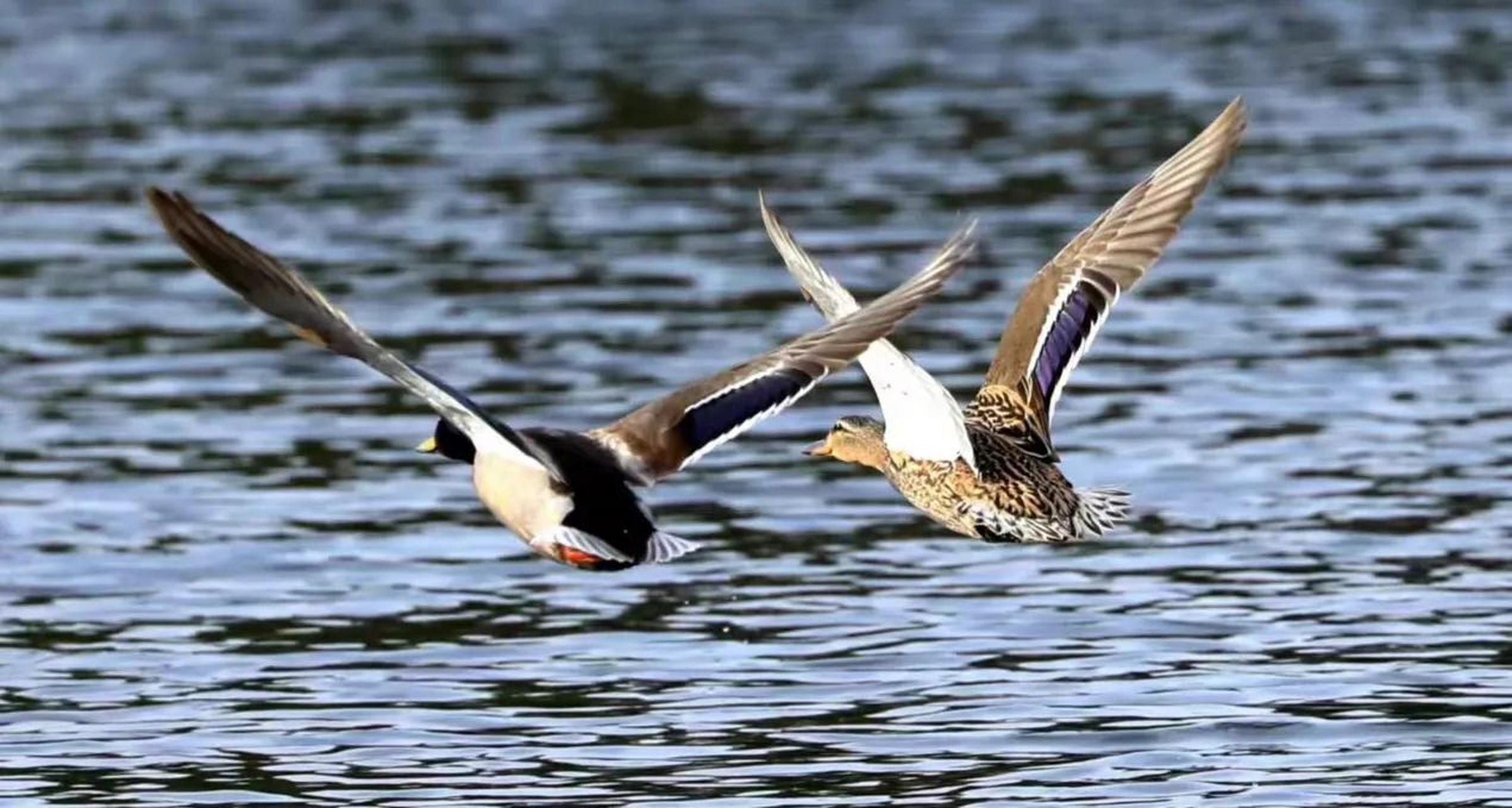 《野鸭子飞起来了》  拍摄者:张伟  北安市电业局摄影爱好者