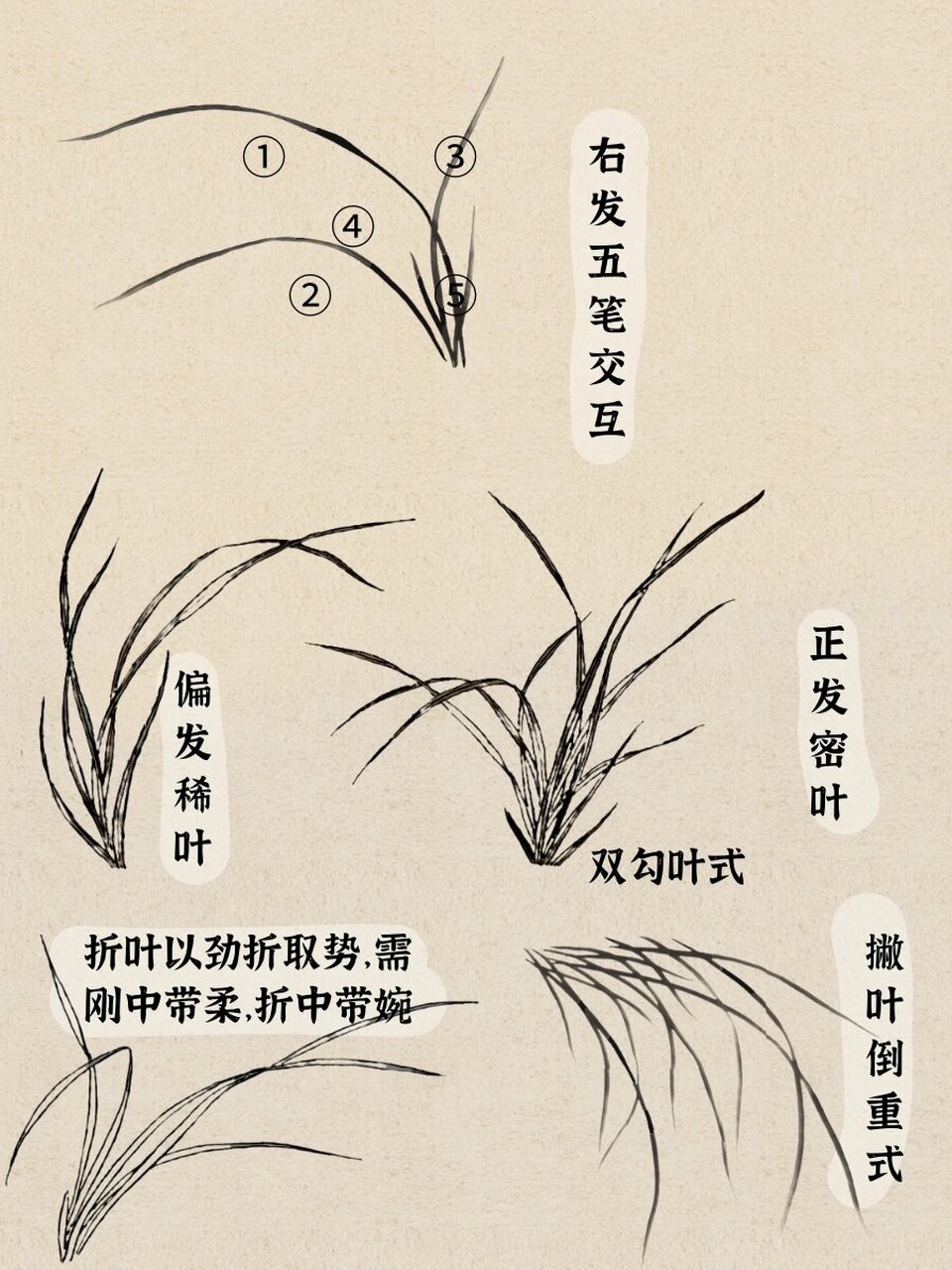 兰花画法步骤分解 ?
