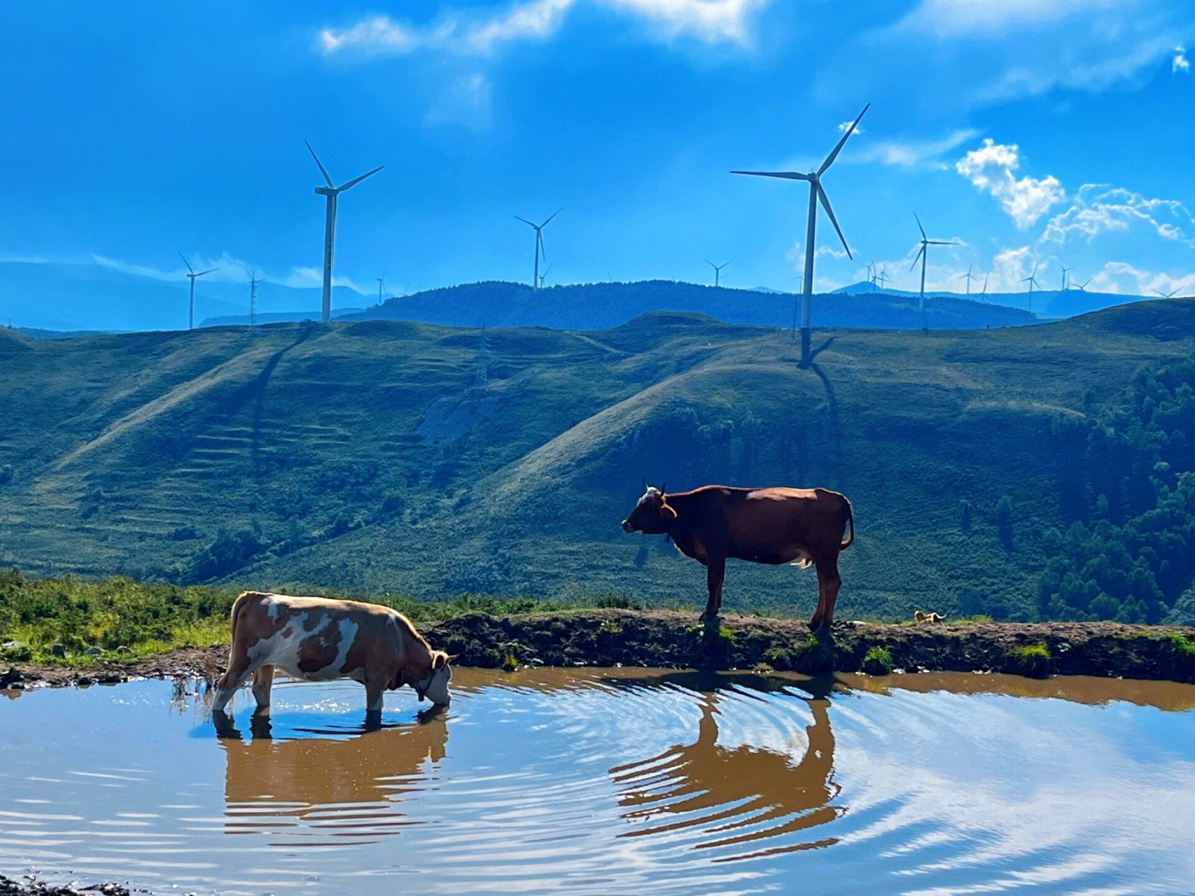 山西最美草原 沁源县花坡草原