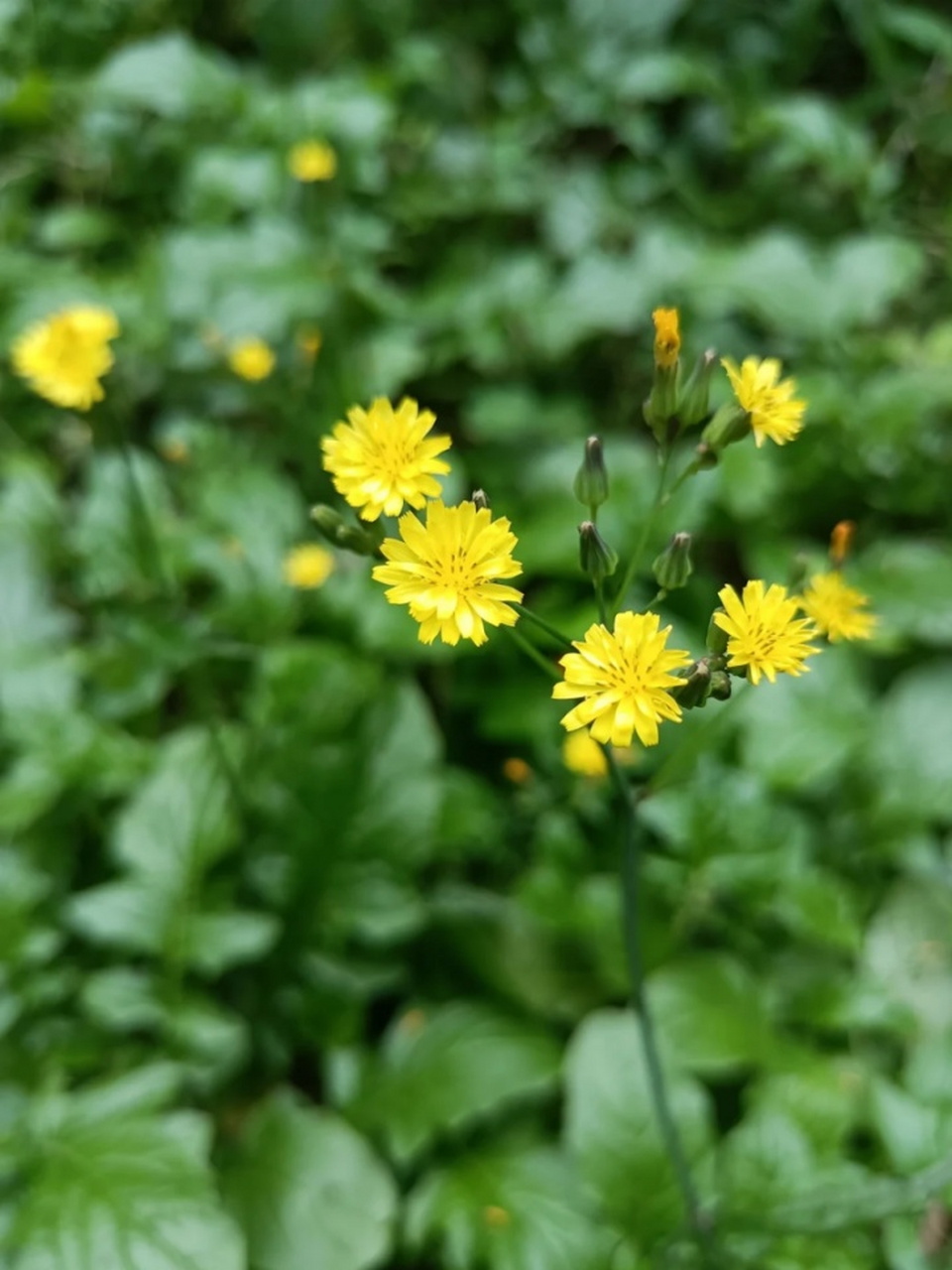 黄鹌菜花色图片