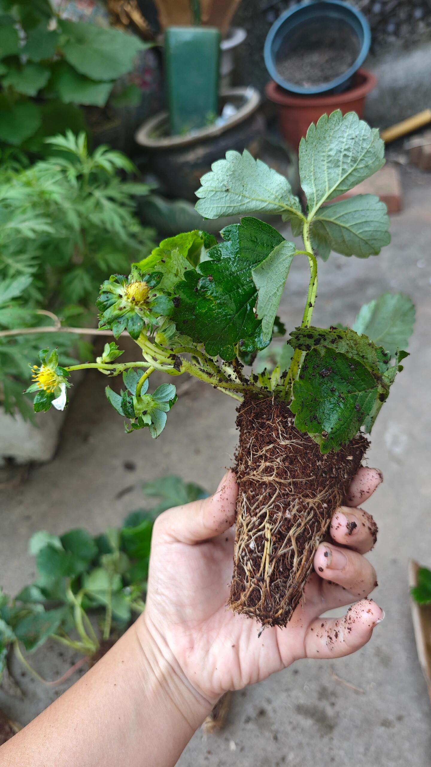 前几天小红书上刷到这家草莓苗的收获苗情,立马跟风下了6颗淡雪,带花