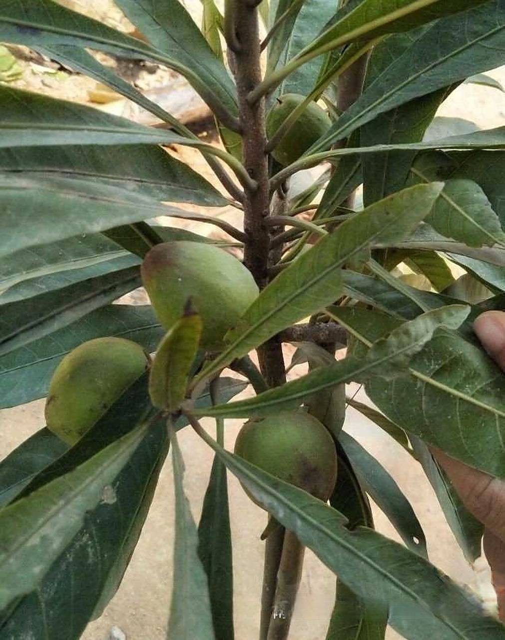 蛋黄果苗 鸡蛋果树苗 四季可结果 肉如蛋黄 蛋黄果苗 鸡蛋果树苗 四季