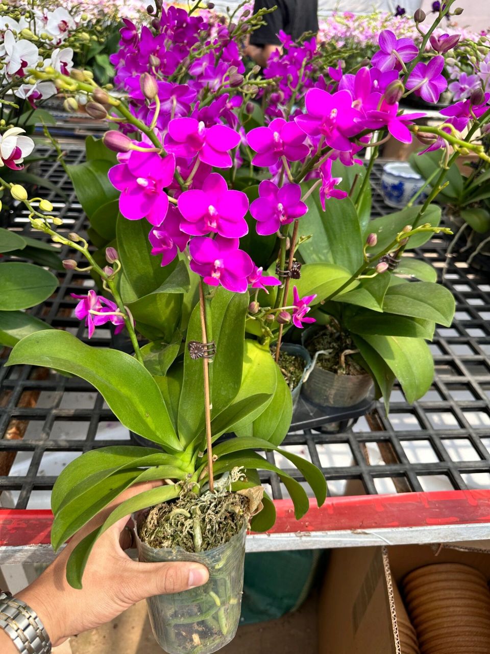 8寸超大紫葡萄蝴蝶兰～ 见过这么大规格的紫葡萄吗～新品种开花～一个