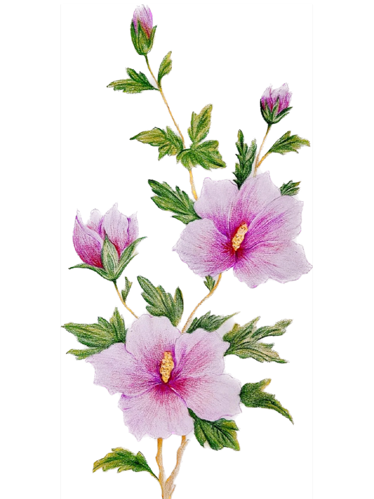 彩铅画#木槿花#附详细步骤图 色号