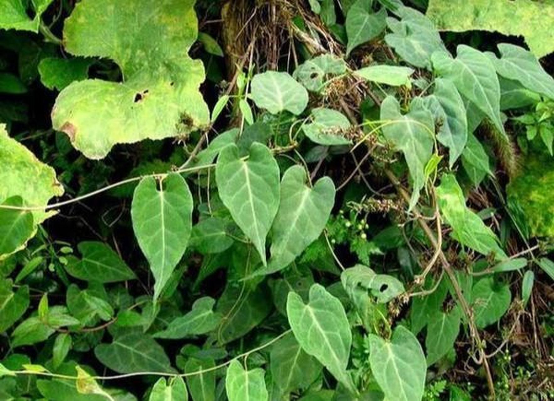 常见野外绿植—何首乌 何首乌,又名多花蓼,紫乌藤,夜交藤等.