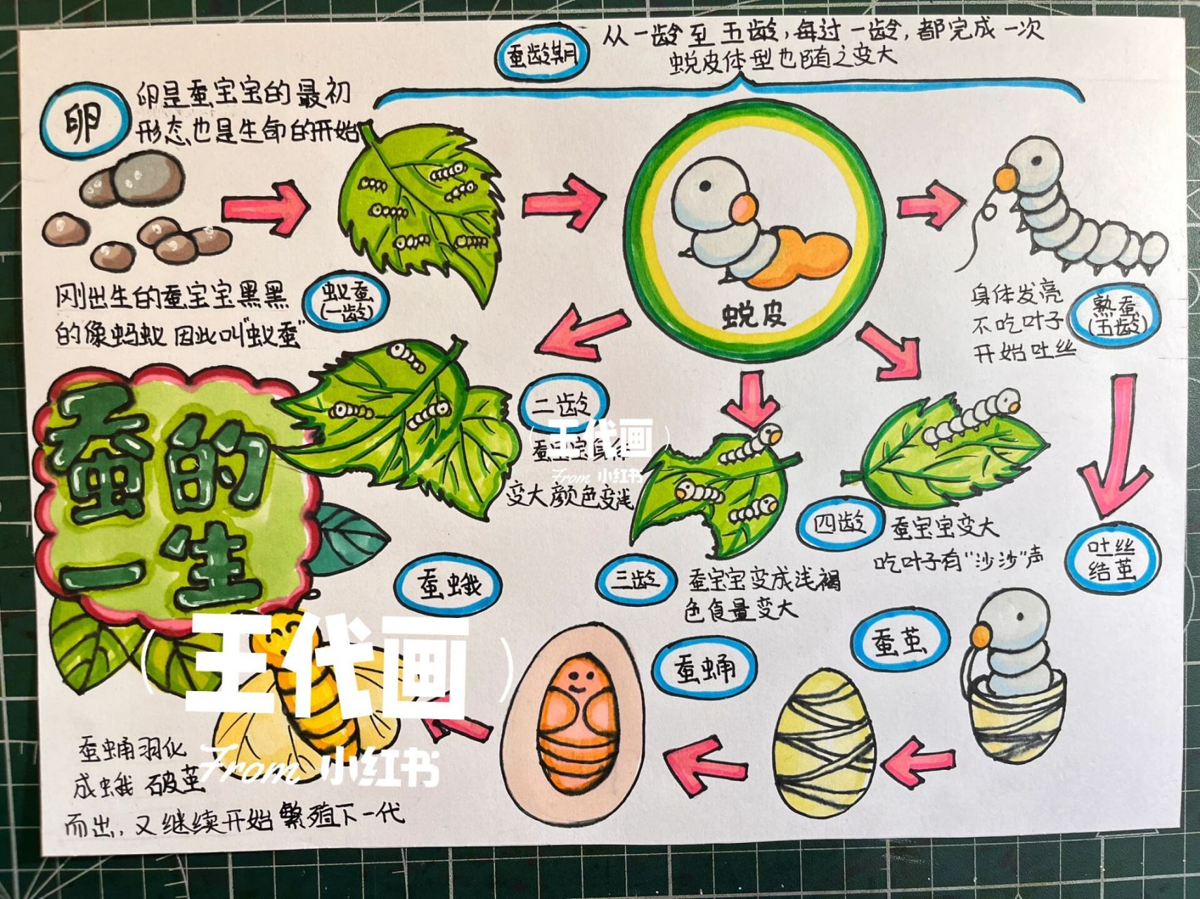 蚕的生长过程 可代画