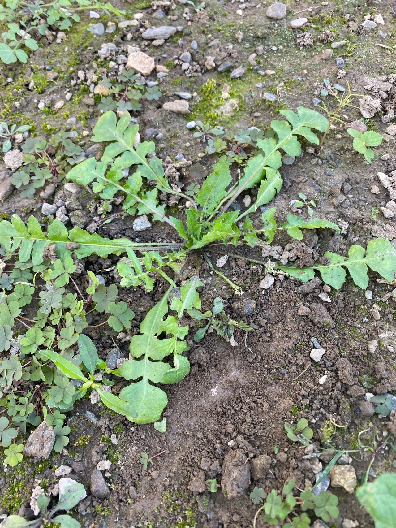 和荠菜长的像的菜图片图片