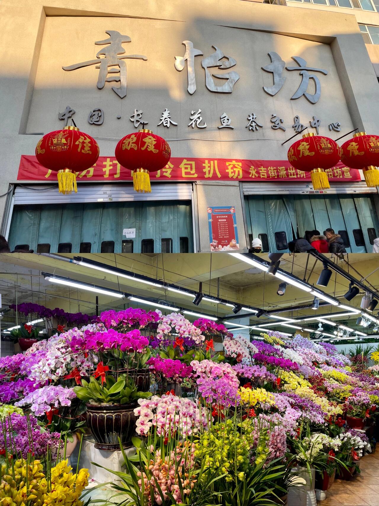 长春|过年必逛【最美花市】青怡坊💐 💁‍♀️店名:青怡坊