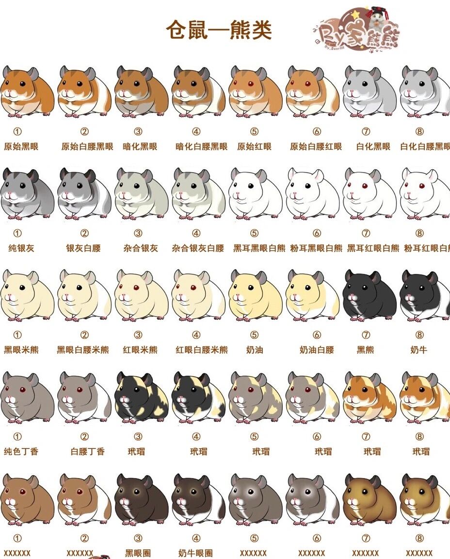 金丝熊新手必看科普篇--品种花色对照图 96金丝熊又叫叙利亚仓鼠
