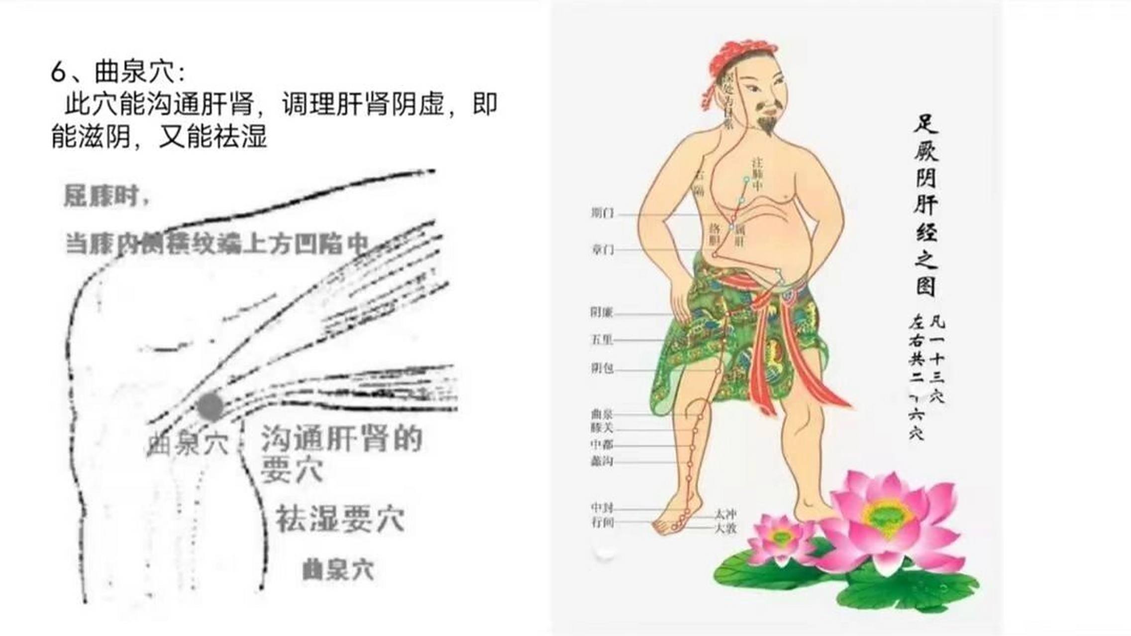 每日一学——穴位"曲泉穴" 曲泉穴一一此穴能沟通肝肾,调理肝