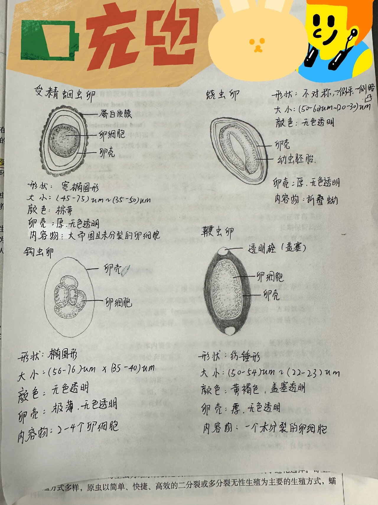 鞭虫生活史图片