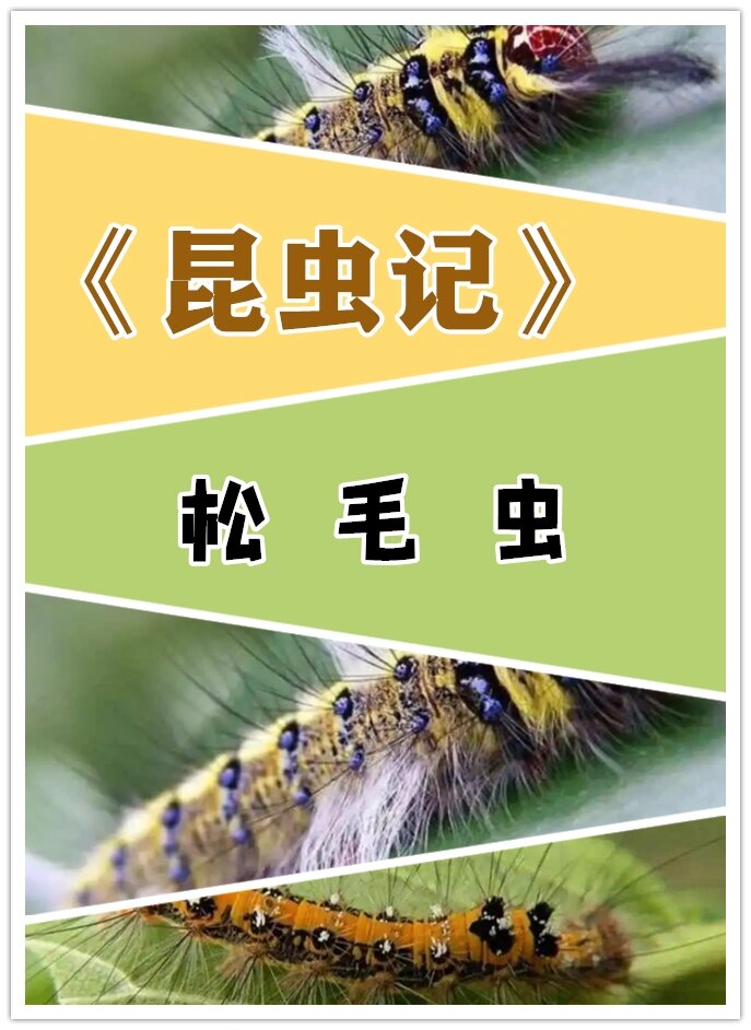 你们要的《昆虫记》读书笔记来啦!松毛虫91