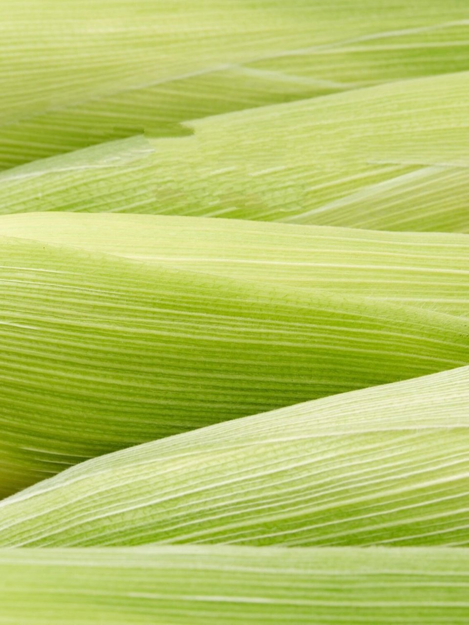 静物摄影|玉米99