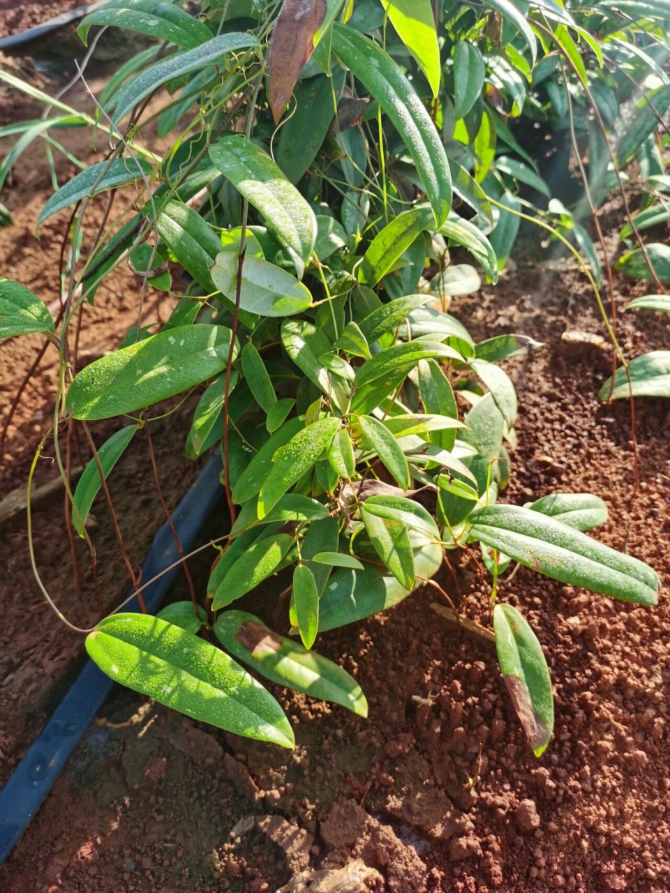 土茯苓种植,茁壮成长! 种好土茯苓,做村里至靓的仔!