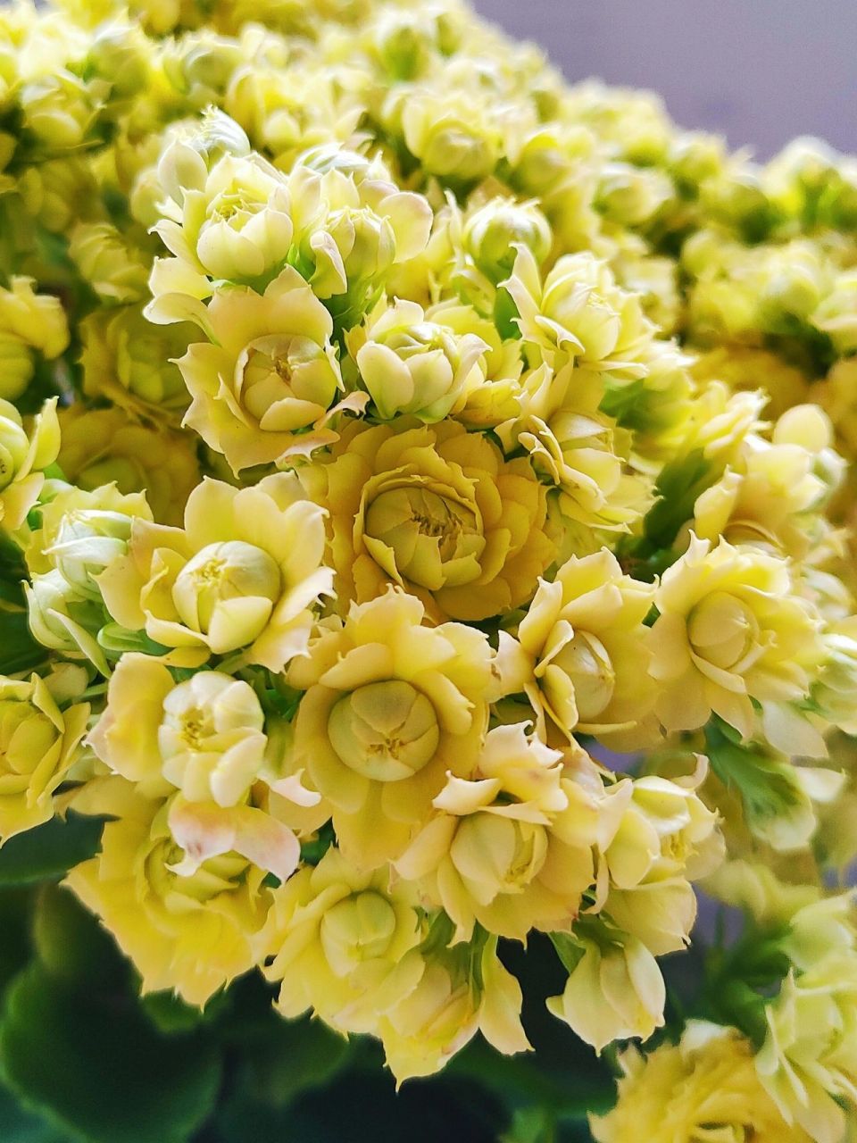 重瓣长寿花 柠檬冰淇淋 缤纷育种品种 长寿花已经算是开花机器了,柠檬