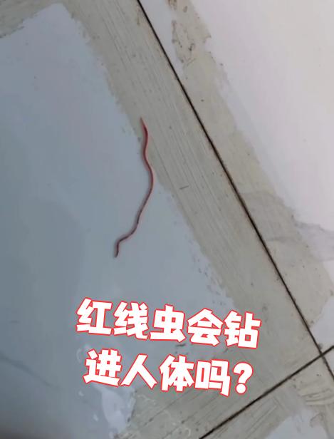 一般是鲜红色或青灰色的,它们属于体外寄生虫,但正常