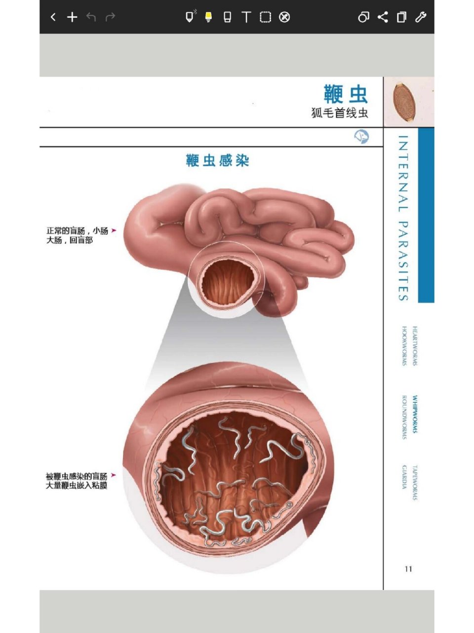 体外寄生虫(鞭虫,蛔虫,绦虫,鞭毛虫) 78鞭虫 感染途径:被感染的犬