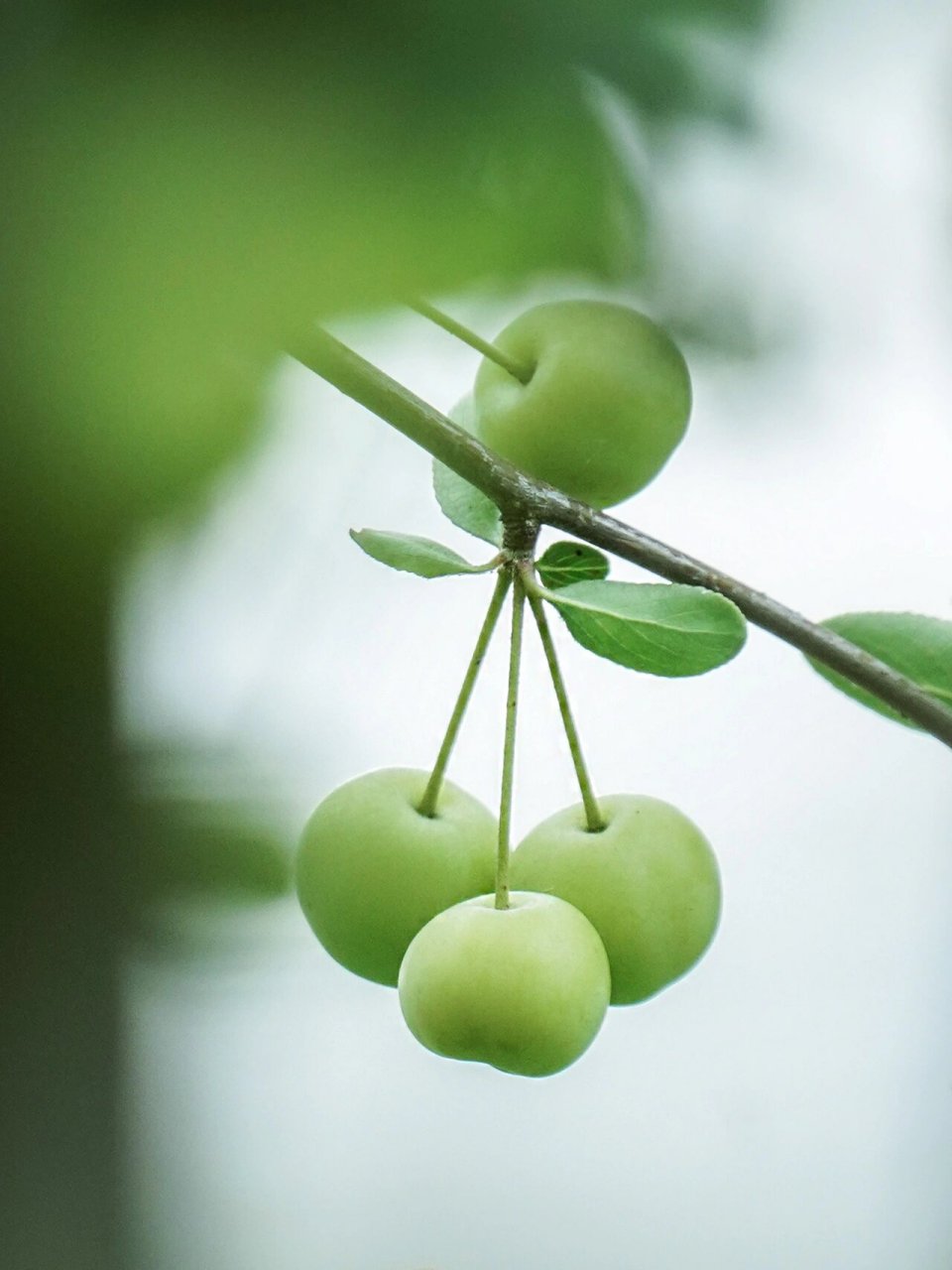 夏日清凉 绿色海棠果 附调色教程 偶遇 高尔夫公园里的海棠树结果了