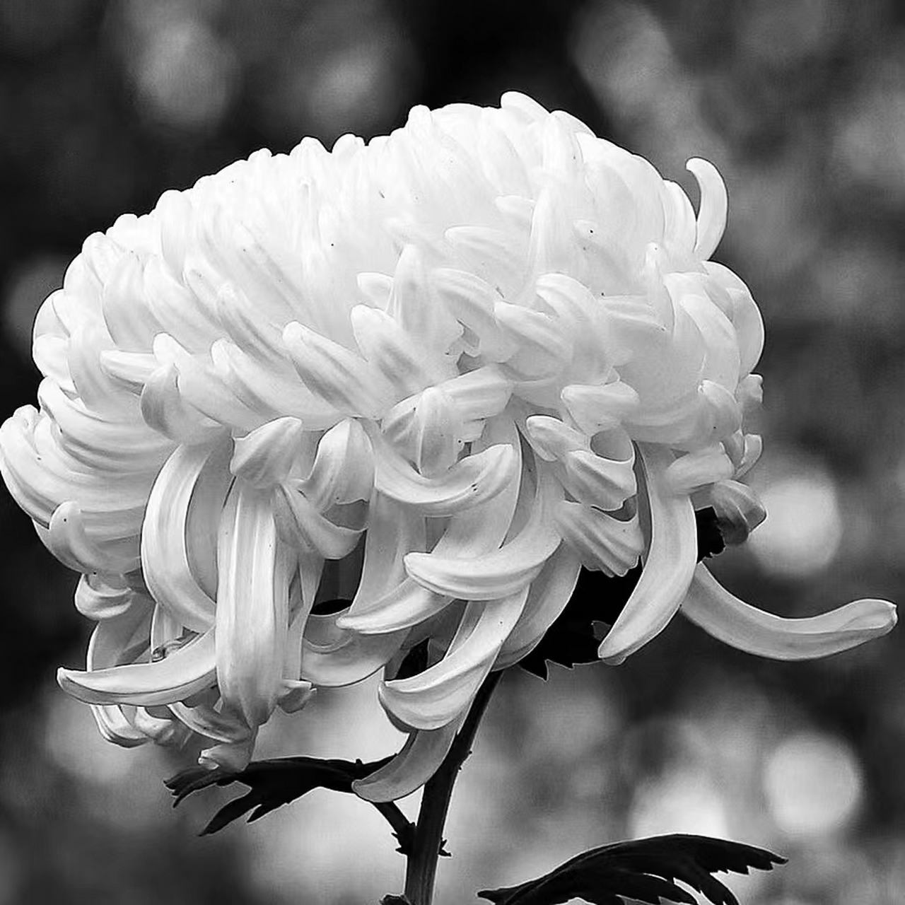 默哀图片 悼念逝者🎋 致敬英雄🎋 适合默哀用的图片🎋