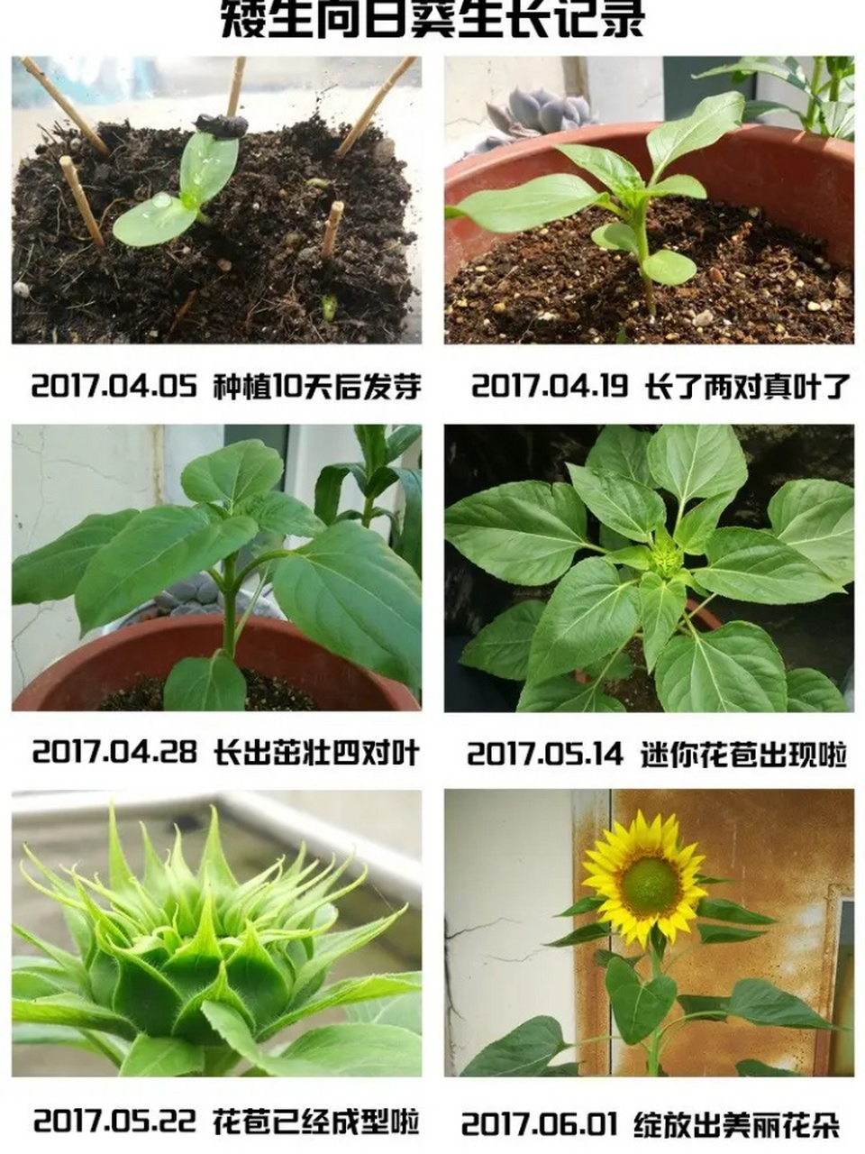 矮生向日葵种植方法图片