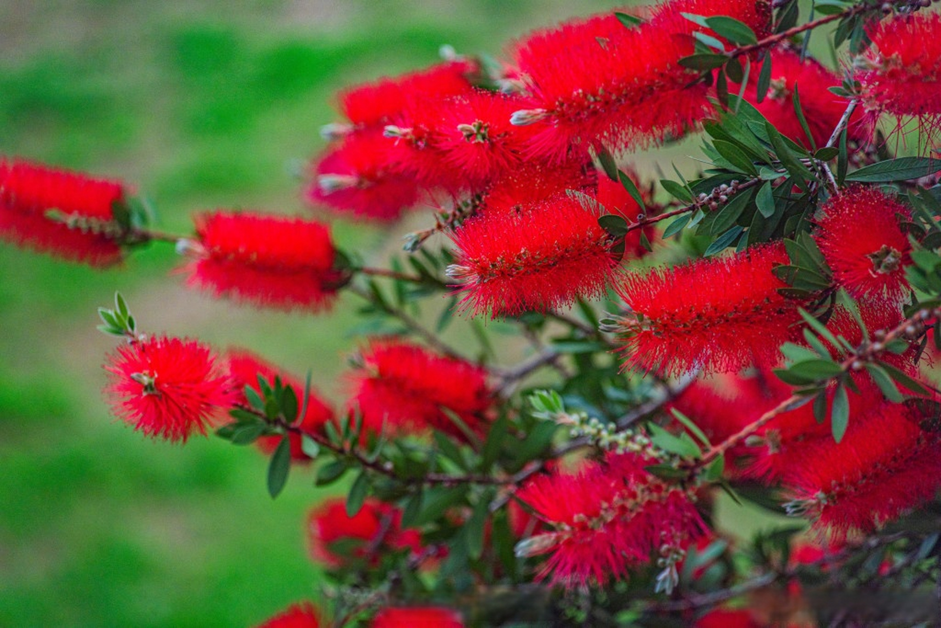 近日,江西赣州,公园里的垂枝红千层相继盛开,绿树红花,满枝吐焰,成为