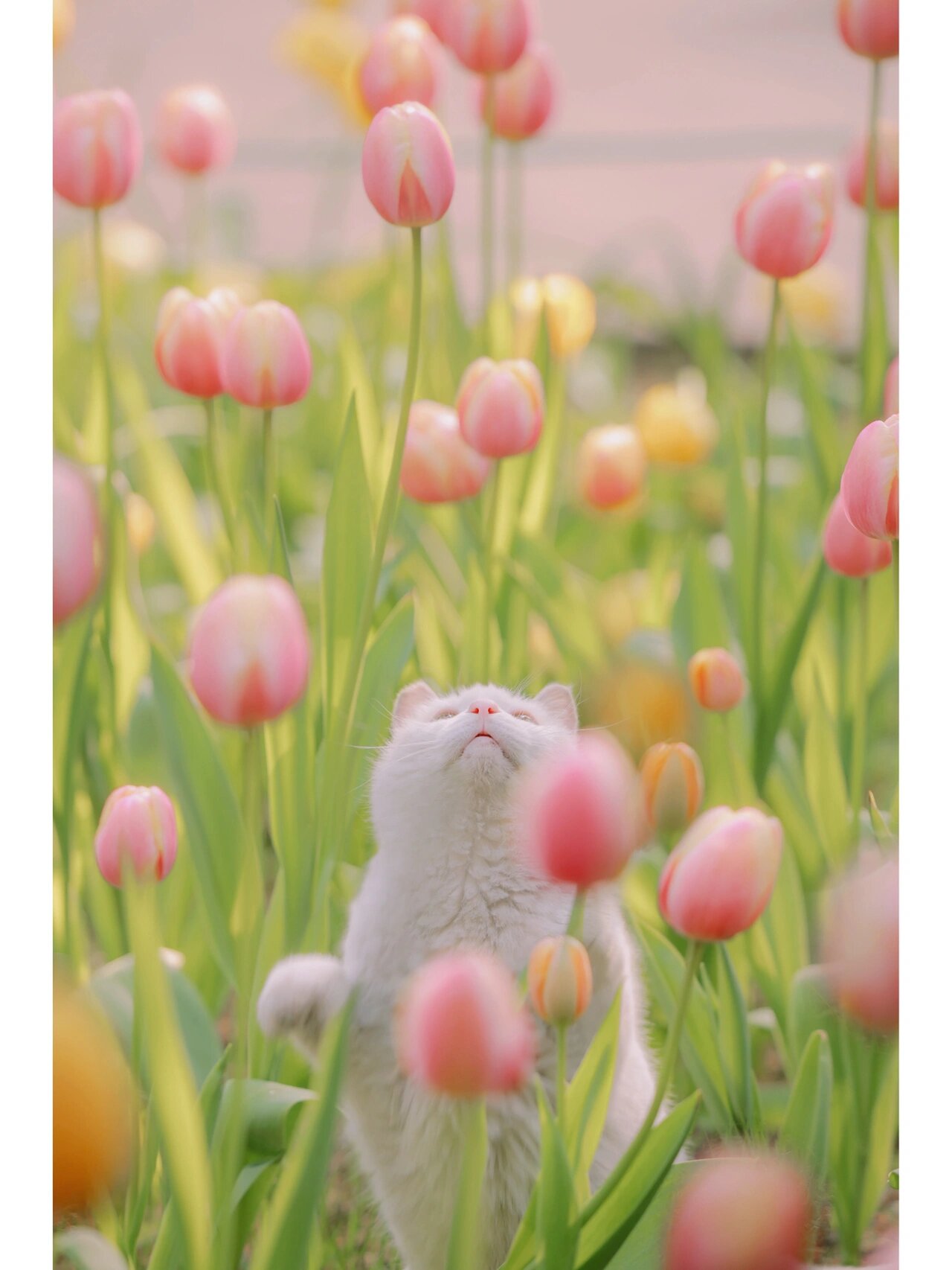 郁金香是香喷喷的彩色棉花糖,小猫咪闻花香