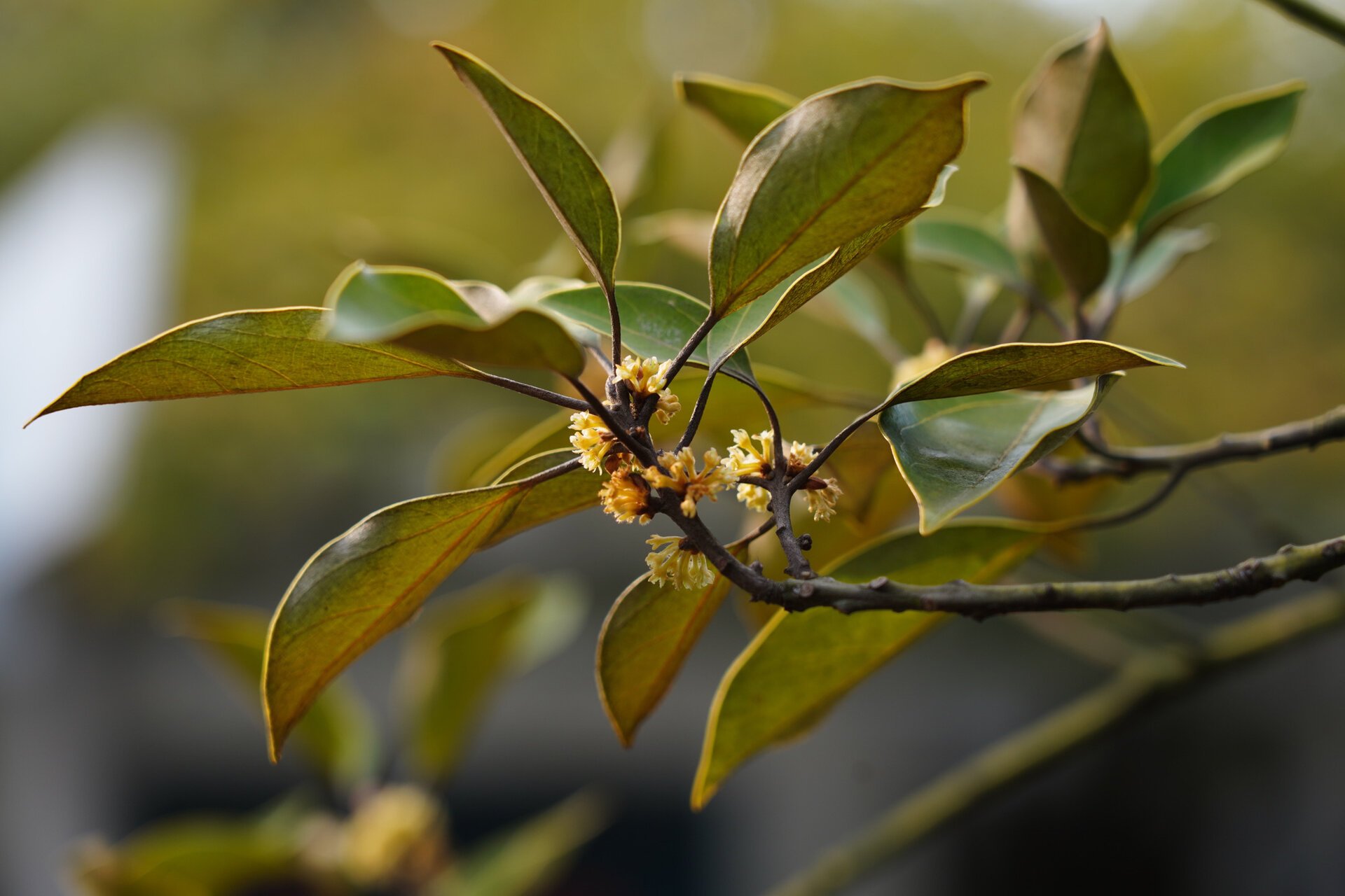 舟山新木姜子|佛光树 舟山新木姜子,樟科新木姜子属乔木,9-10月开花,1